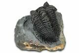 Bug-Eyed Coltraneia Trilobite Fossil - Ofaten, Morocco #354446-2